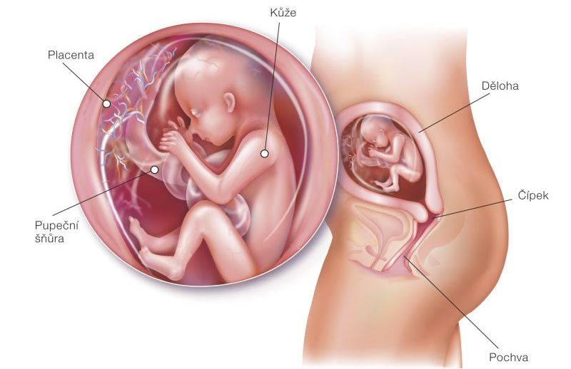 Fotografie (20. týždeň tehotenstva: Vývoj plodu a tehotenské zmeny)
